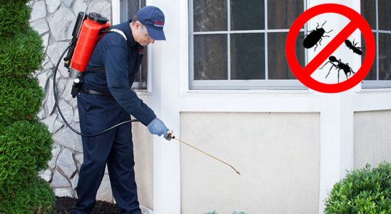 Orta Hamam Böceği İlaçlama böcek ilaçlama ve haşere kontrolü — ilaclama-tr.com